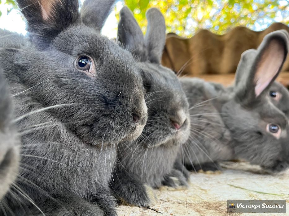 Кролики породи віденський блакитний