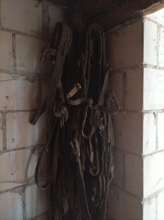 Zaprzęże dla konii