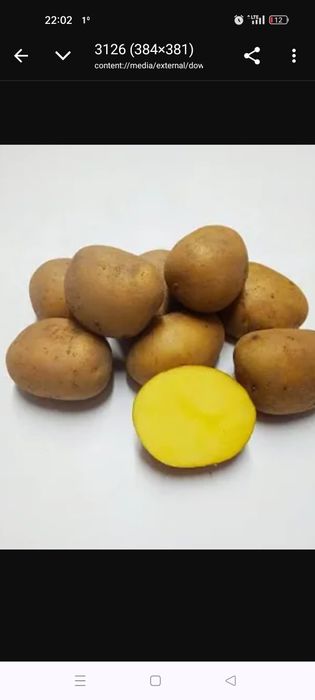 Ziemniaki sadzeniaki "Mia"