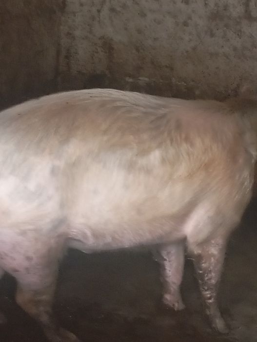 Porco  com 1 ano  caseiro