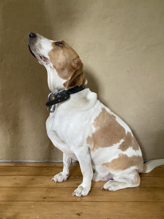 Віддам собаку у добрі руки. БігльХарьер