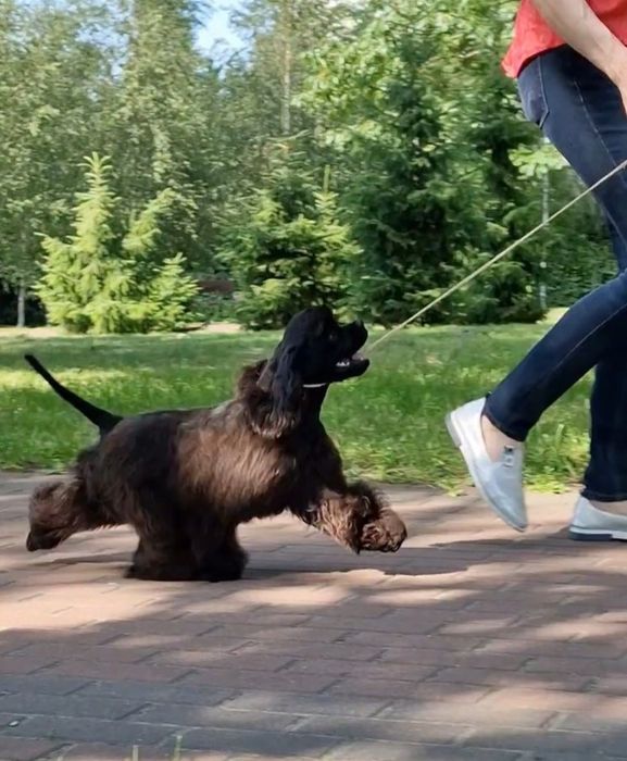Щенок американського кокер спаніеля