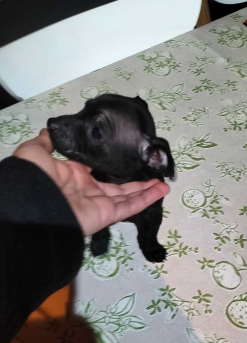 Pinscher fêmea black