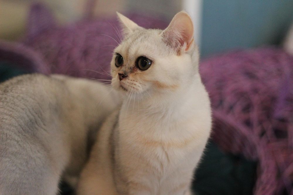 Супер-няшка симпатяшка