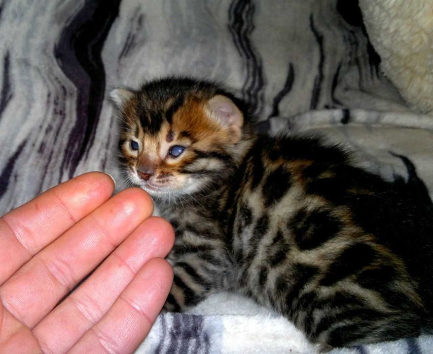 Чудовий бенгальський хлопчик чистої бенгальської крові BENn24