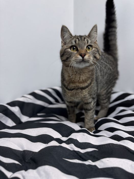 Шері мила дівчинка у пошуках дому