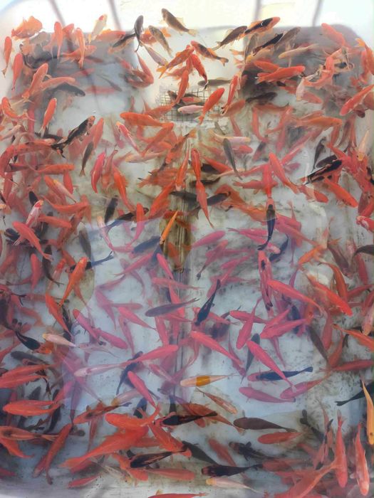 Karp narybek kroczek jesiotr lin amur tołpyga