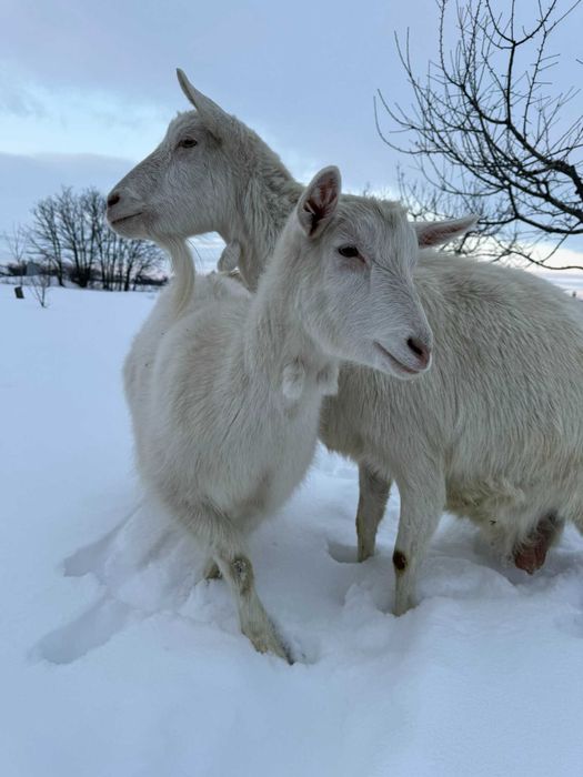 Дойна зааненська козочка | коза
