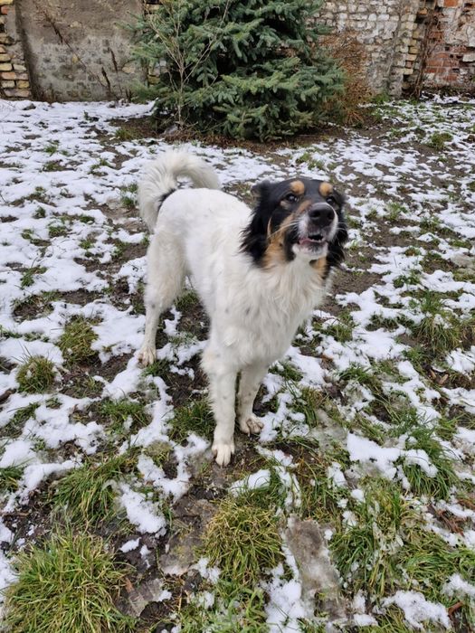 Czarek potrzebuje nowego domu