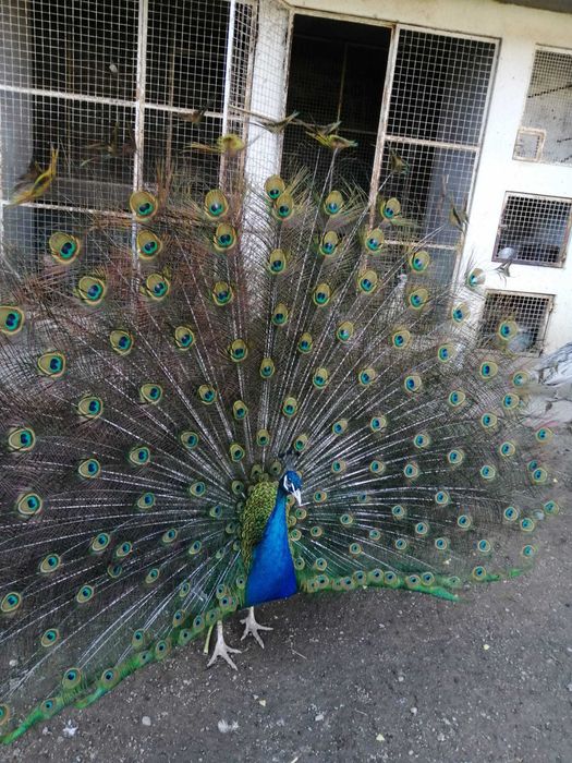 Pavão de Penas Lindas