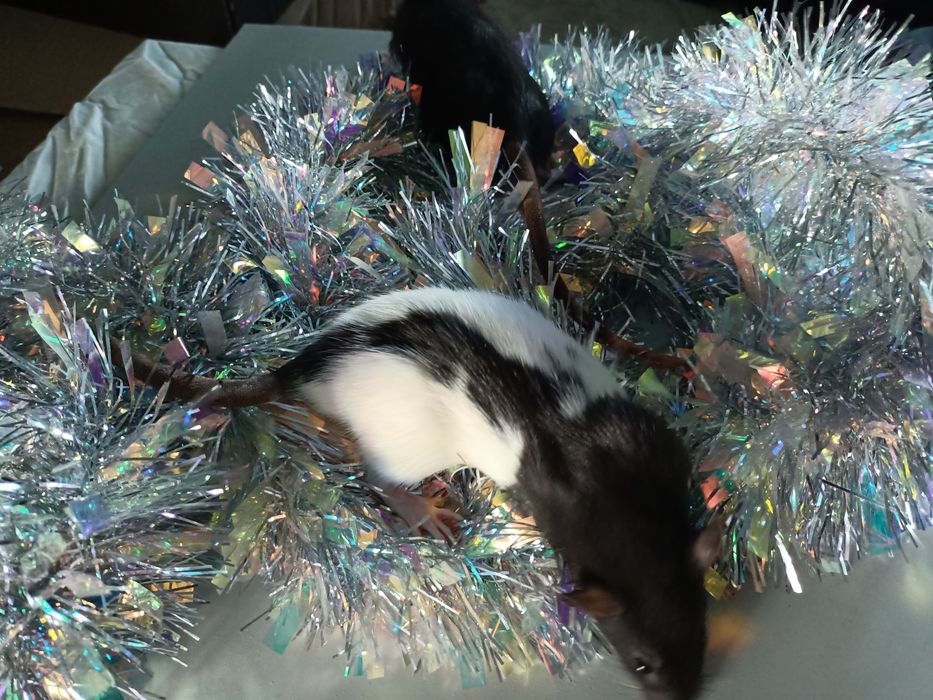 Криски декоративні, щурі