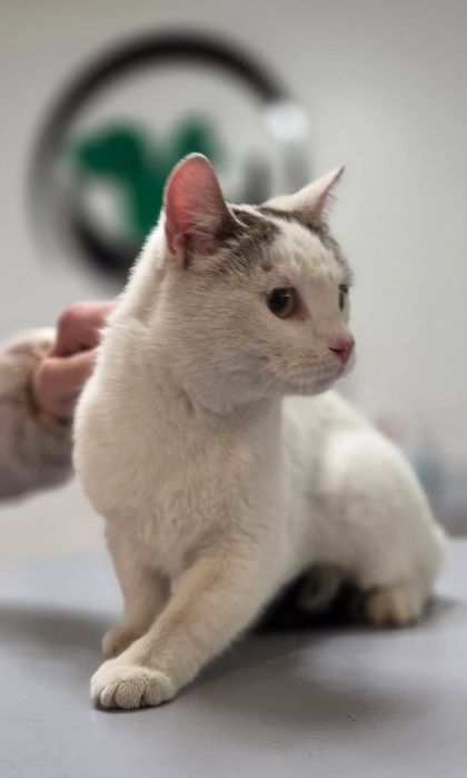 Max i Czaruś dwupak do adopcji