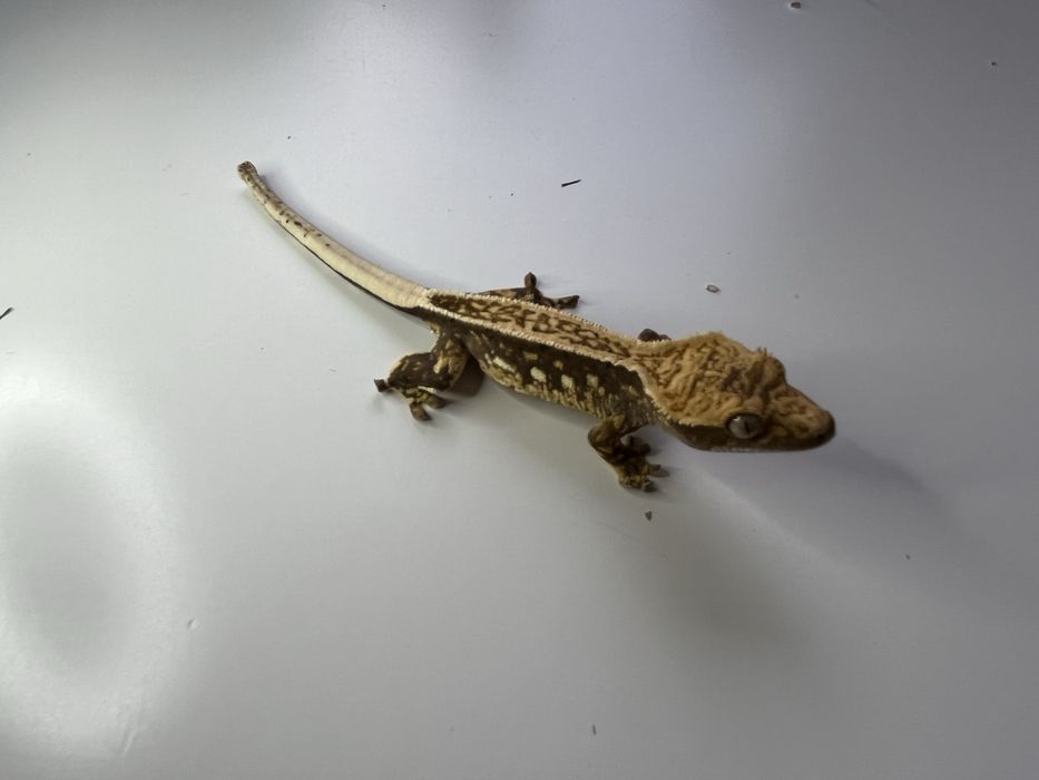 Gekon orzęsiony IM1 samica ciliatus jaszczurka