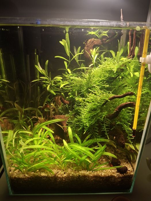 Rośliny akwariowe z przycinki mech peacock moss + hygrophila polysperma
