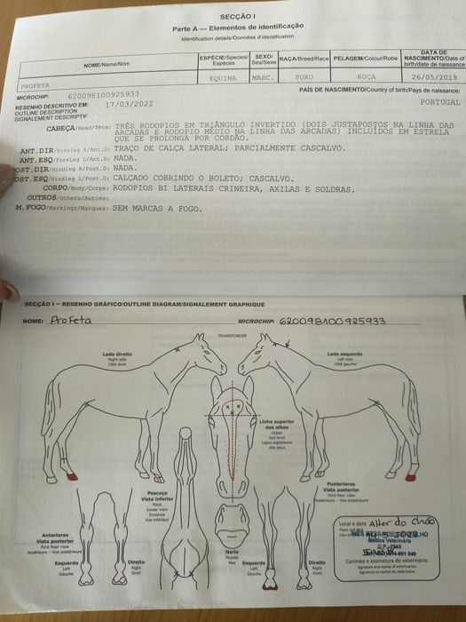Cavalo  Puro sangue Árabe 5 anos