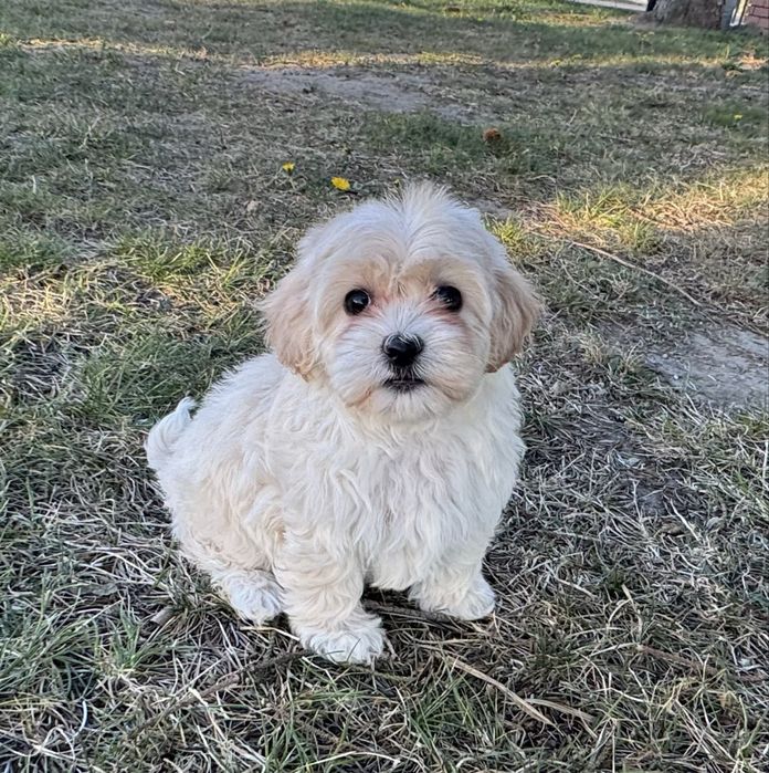 Maltipoo maltańczyk pudel toy szczeniak z rodowodem