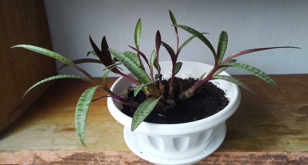 Продам кімнатну рослину Ледебурія.