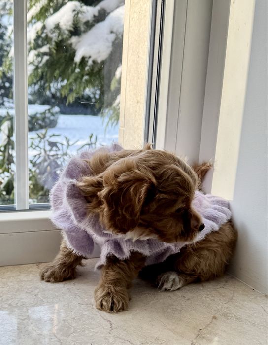 Мальтипу ф1 - премиум мини до 2,5 кг