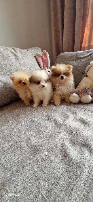 Szpic pomeranian sunia mini