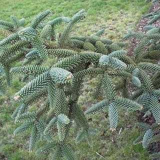 Ялиця іспанська Келеріс ( Kelleriis )