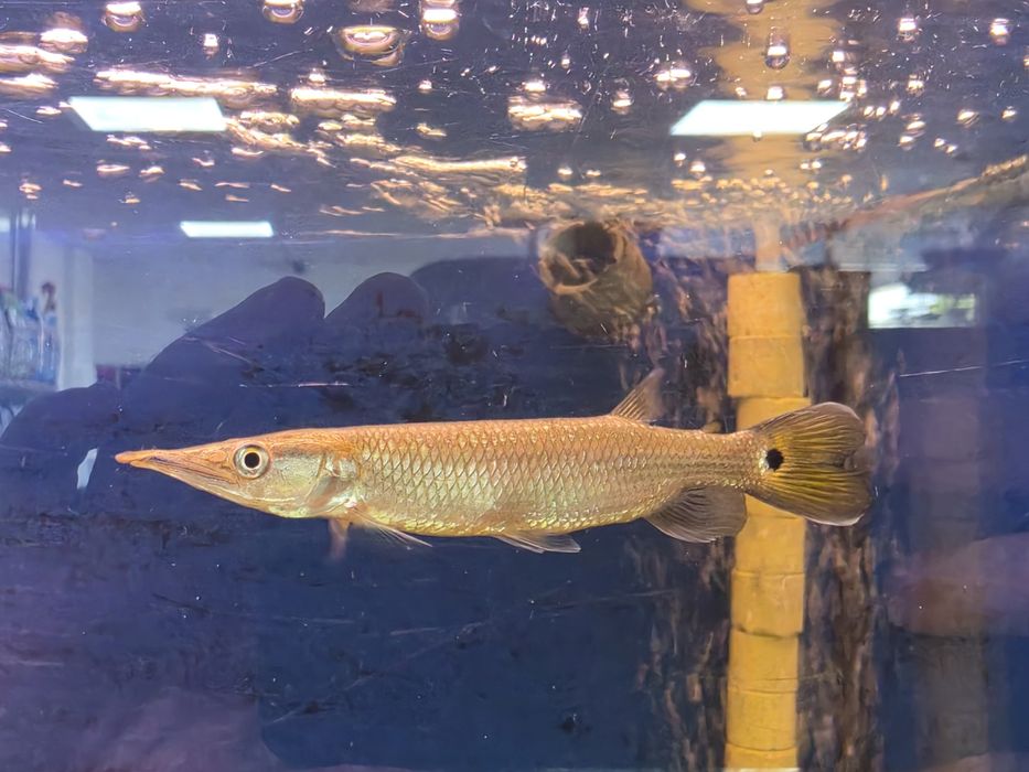 Ctenolucius Hujeta