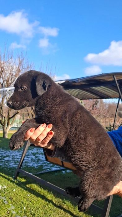 Цуценята шукають свій дім