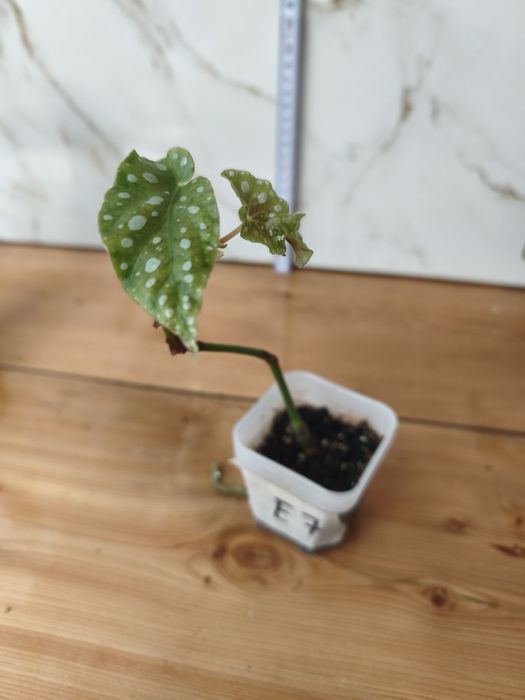 Lote de plantas baby