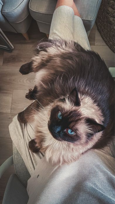Ragdoll, 9-letni kocur – adopcja do kochającego domu
