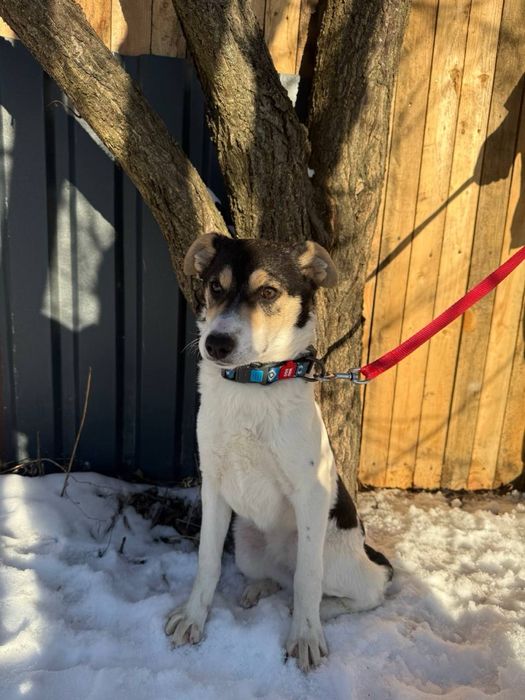 Дейзі — сонячний промінчик