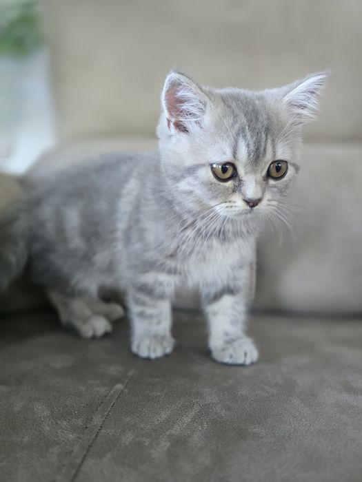 Gatinha Scottish Straight, Silver Tabby