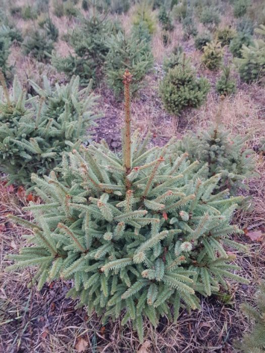 Świerki świerk ozdobne srebrny srebrzysty kora SADZENIE TRANSPORT !!