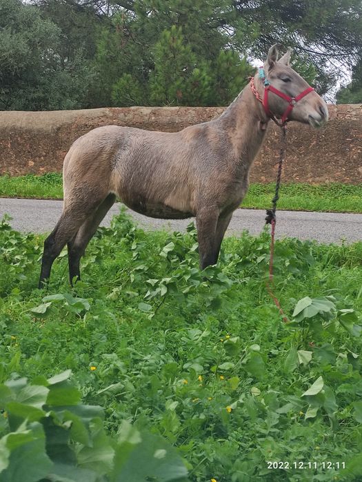 Vendo ou troco uma poldra