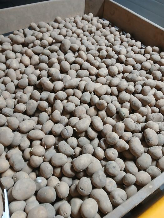 Ziemniaki sadzeniaki Saraya