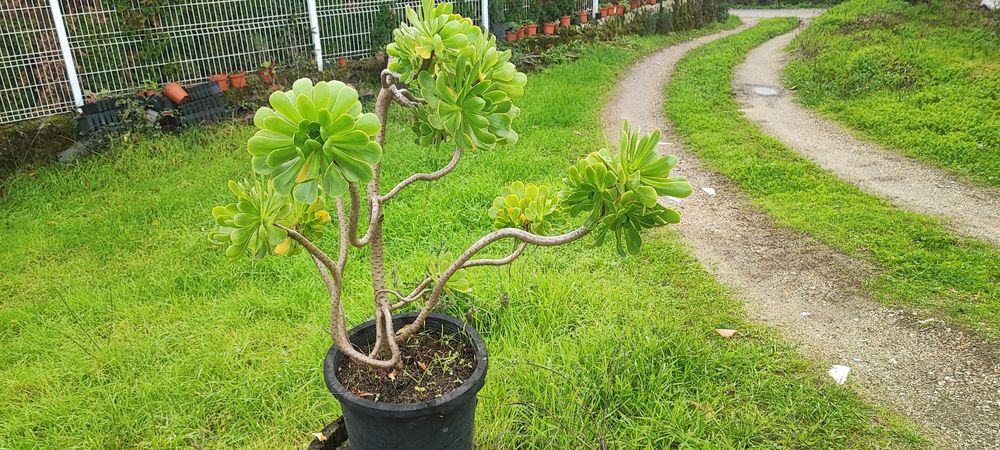 Planta suculenta