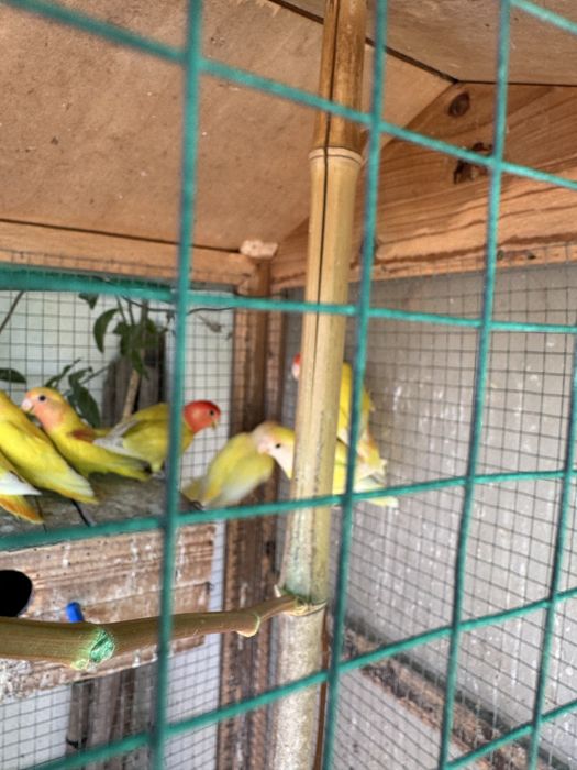 Roseicollis Amarelos