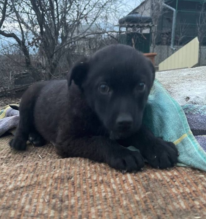 Отдам даром в добрые руки щенка метис небольшой породы