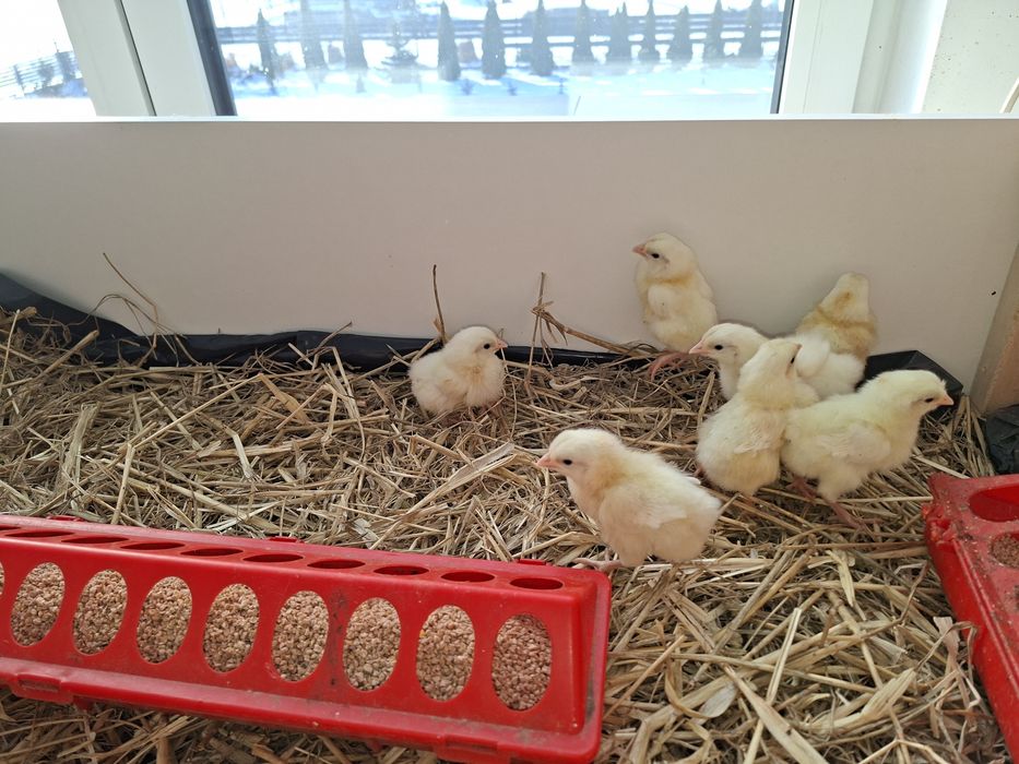 Sprzedam kurczęta Leghorn