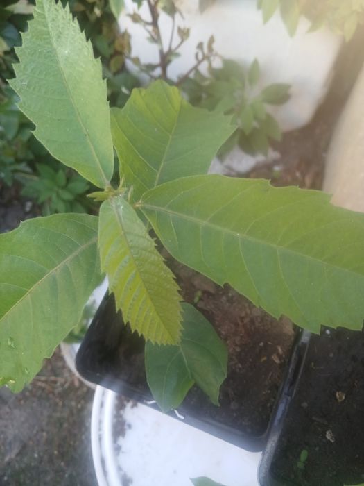 Castanheiro pronto para por na terra.