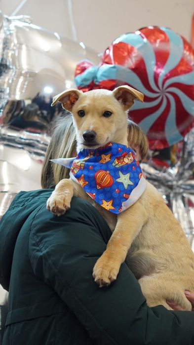 Різдвяні подаруночки