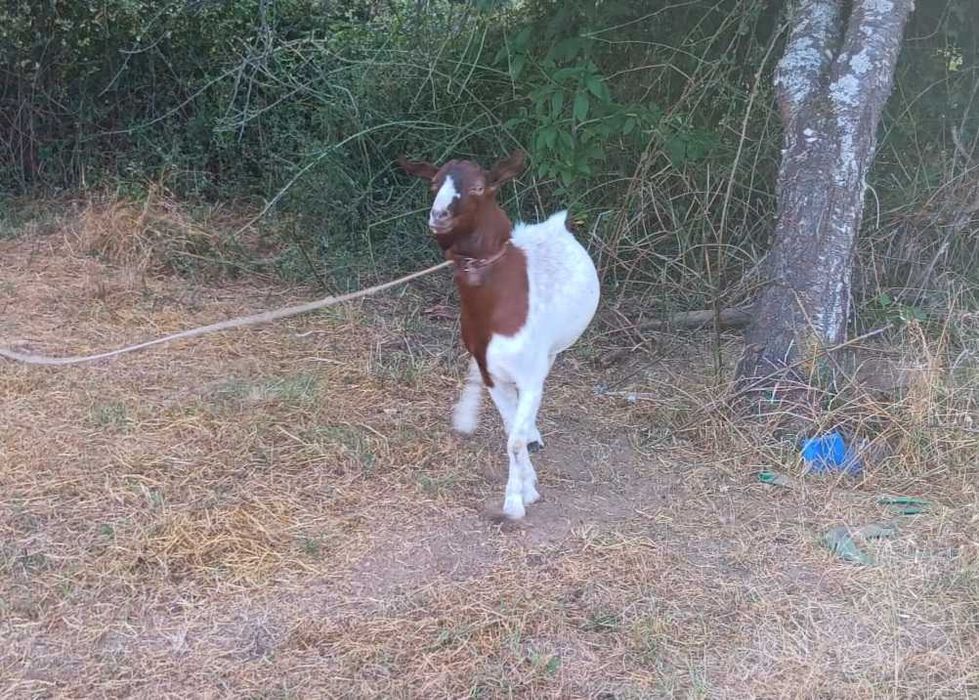 Casal para mudar de pasto