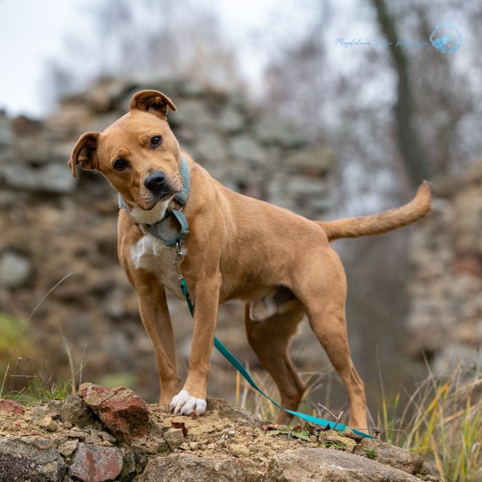 Amstaff w schronisku. Młody, zwariowany i piekielnie inteligentny pies