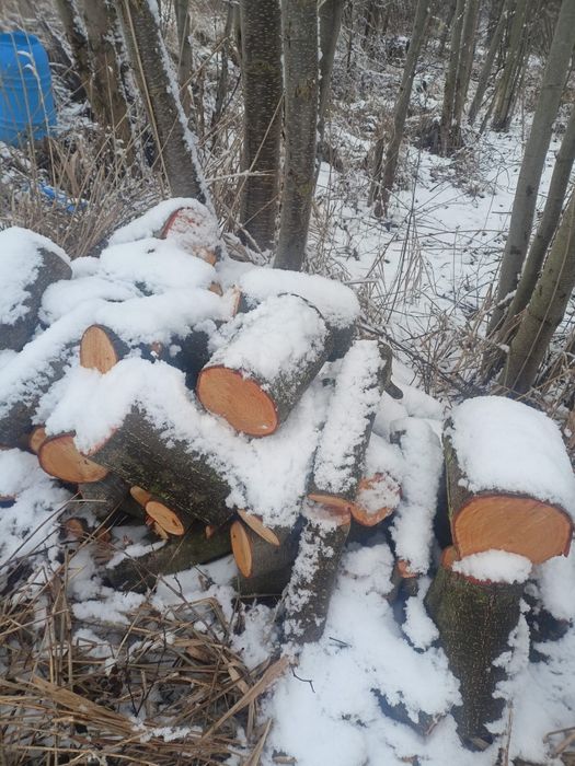 SPRZEDAM drzewo olcha