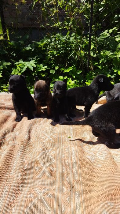 Німецька вівчарка