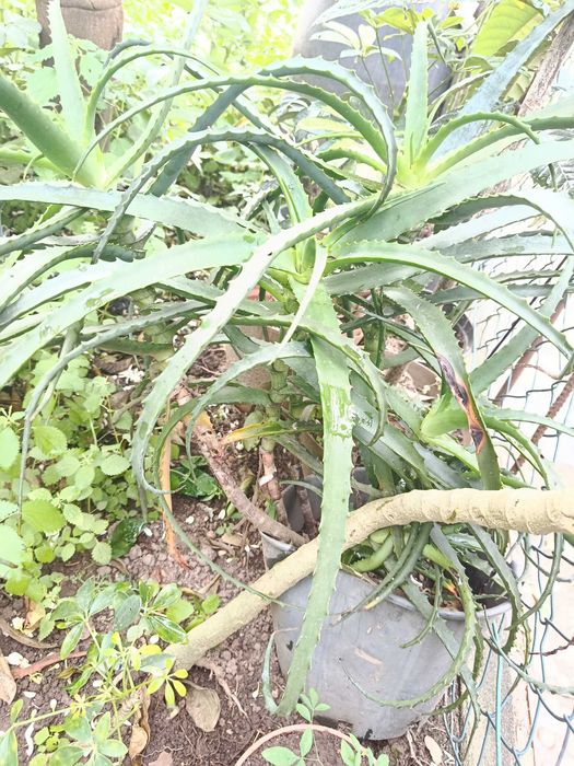 Cato aloe medicinal grande