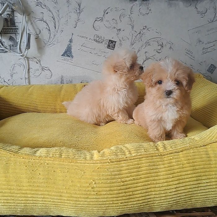 Мальтипу,мвльтипушки,f1.карамель,крем беби фейс