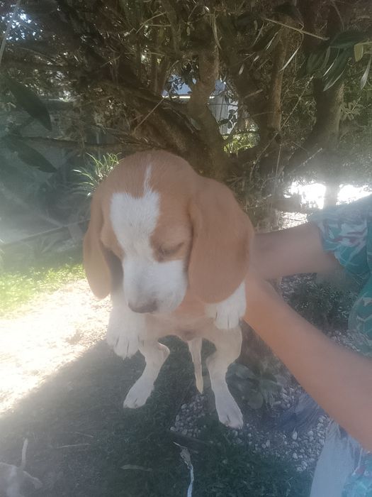 Beagle bicolor pura