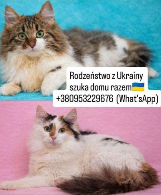 Piękne rodzeństwo z Ukrainy szuka wspólnego domu!