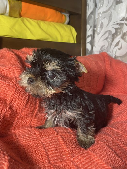 Маленькі супер йорки