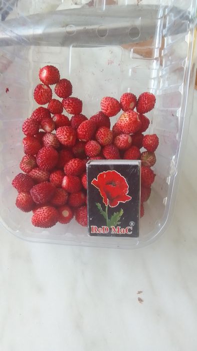 Суниця альпійська( саджанці (розсада)).