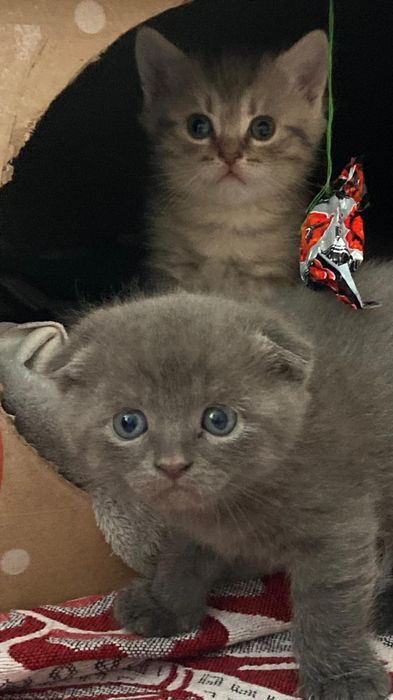 Продаються кошенята